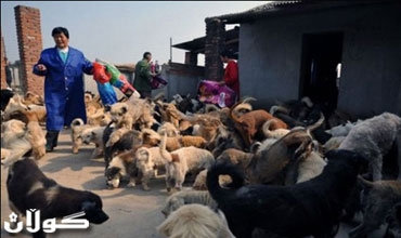 باعت جميع ممتلكاتها لترعى 1500 كلب و200 قطة!!