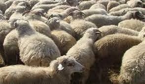 الآسايش تضبط العشرات من رؤوس الاغنام المهربة لإقليم كوردستان