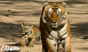 نمور تسير في قرية ألمانية ... لكنها تحمل ترخيصا