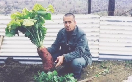 رأس فجل في منطقة بارزان يزن 6 كيلوغرامات