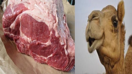 لحم الإبل يشهد رواجاً وإقبالاً كبيراً في مطاعم السليمانية بإقليم كوردستان