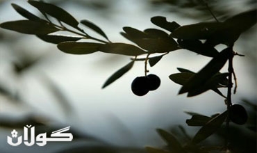 بيع شجرة زيتون بـ 65 الف يورو