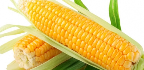 الذرة الحلوة منجم للمعادن والفيتامينات