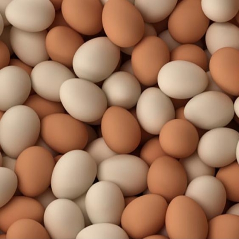 إقليم كوردستان يحظر تصدير البيض إلى محافظات العراق