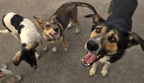 تعقيم الكلاب السائبة في أربيل