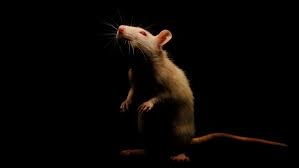 فئران ناسا في الفضاء.. نتائج مثيرة وغير متوقعة