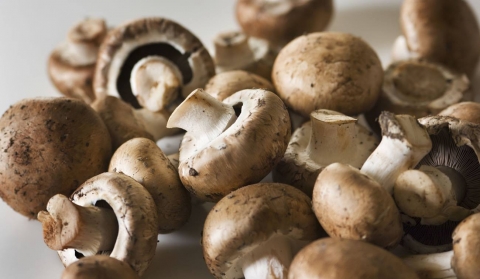 هل يحمي أكل الفطر من ضعف الذاكرة؟