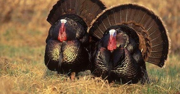 ما سرّ تسمية الديك الرومي بـ 