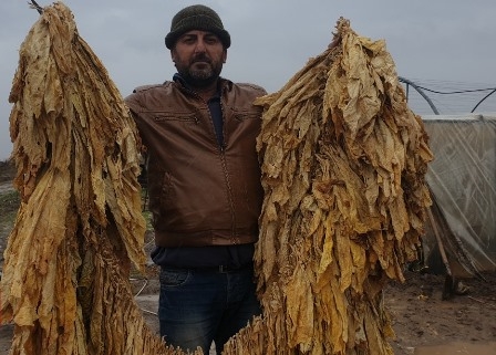 بعد عقود من الغياب.. زراعة التبغ تعود إلى 