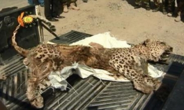 Pilingekî degmen li devera Xelîfanê hate kuştin