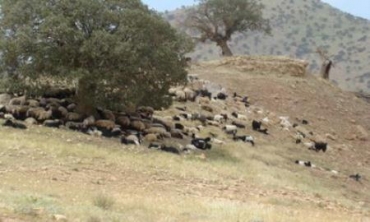 Li Devera Balakatê Nexweşiya Antrax Belav Bûye