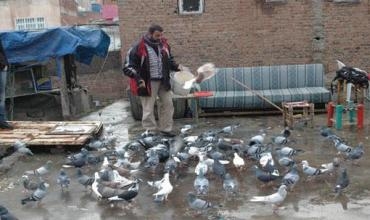 Li Amedê mîhrîcana kevokan