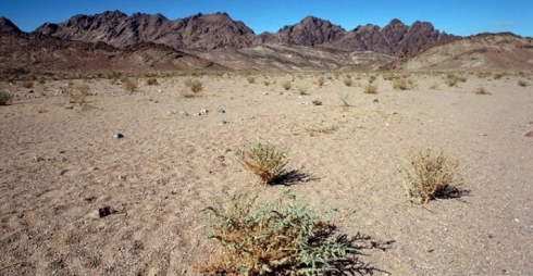 Misir- 5 leşkerên Amerîkayê mirin