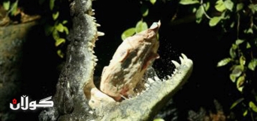 Swimmer Sean Cole snatched by giant crocodile in Australian river