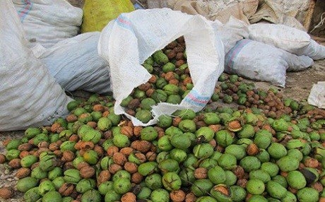 Berhema gûzê Sine îsal du beramber zêde dibe