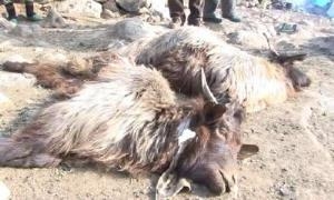 Gura êrîş bire ser sewalên welatiyekî