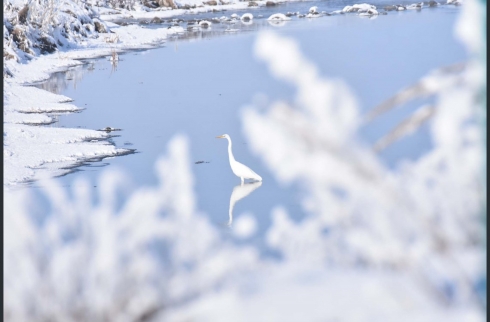 Teyrên koçer li Qersê