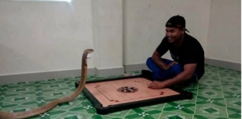 Wisa bawer dike ku heskiriya wî ya mirî weke marê Kobra careke din ji dayîk buye