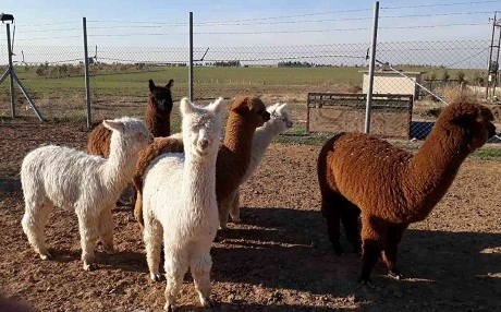 Bazirganên kurd, ajeleke nû tînin Herêma Kurdistanê