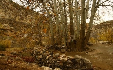 Li cihê “Dara Xireva” 22 dar şînbûn