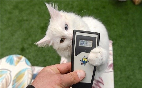 Ji bo parastina pişîkên Wanê gaveke nû