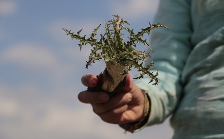 Kereng kana şifayê ye