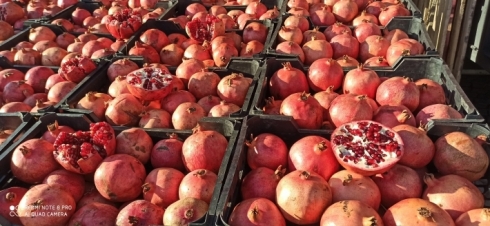 Li Hewlêrê festîvala hinaran birêve diçe