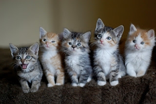 Du xwişkên hev di mala xwe de 51 pisîkan xwedî dikin