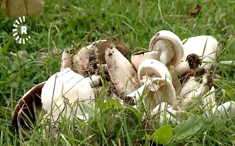 ROJHILAT - 9 kesan ji ber kivarkên jehrî canê xwe jidest dan