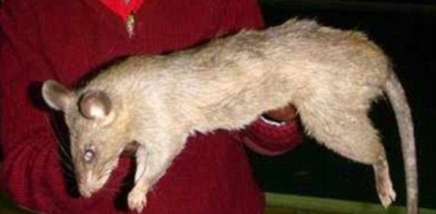 Mişkan zaroka 3 mehî xwar!