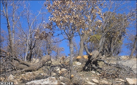 Îlam: 11% ji darên berû ber bi hişkûnê ve diçe