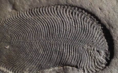 Fosîla herî kevn a ajelekî hat dîtin