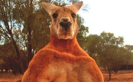 Kanguruyê herî navdar ê cîhanê mir