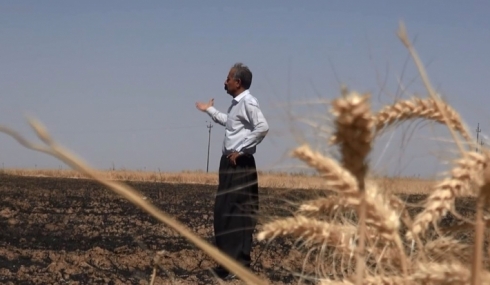 Xaneqîn- Erebên hawirde dest bi ajotina zeviyên kurdan kiriye