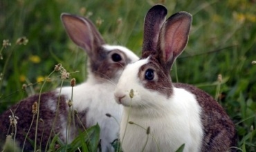 Axdamara Wanê ji aliyê kêvroşkan ve ‘hatiye dagîrkiri’!