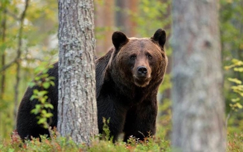 Hirçê kesek kuşt û 2 kes birîndar kir