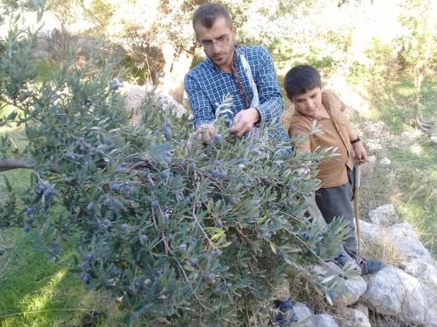 Akrê…Salane bêhtir ji hezar ton zeytûn tê berhemanîn!