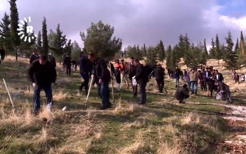 Kurdistanê dest bi kempîna çandina 2,5 milyon darên Berû kir