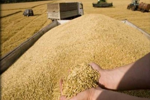 Cotkarên Şingalê êdî genimê xwe nadin hikûmetê