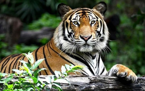 Li Amerîkayê pilingek tûşî koronayê bû