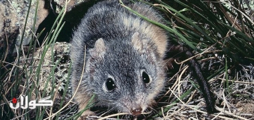 Sex kills for some male marsupials: research