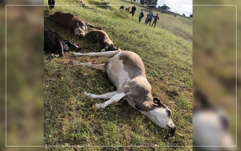 Li Amedê brûskê li dewaran da: 6 dewar mirar bûn