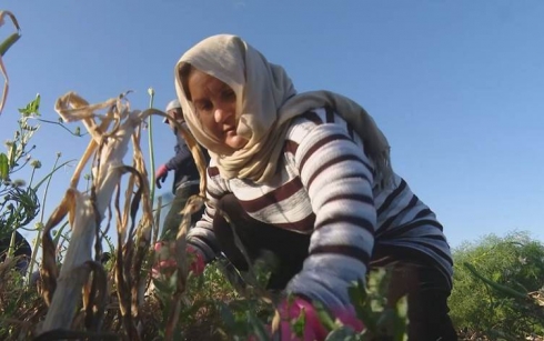 Hezar jinên koçber ên Kurdên Êzidî li Duhokê kar dikin