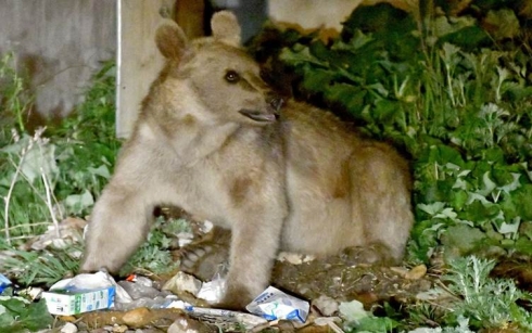 Li Qersê hirça boz ji bo xurekê daket nav taxê