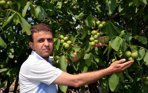 Li Mûşê darên gozan bûn derfeta debarê