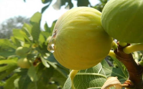 Berhemanîna hêjîran li Kurdistanê bi rêjeya ji sedî 79 zêde bûye