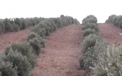 Li Efrînê çekdaran dest danî ser 17 hezar darzeytûnên cotkarên Kurd