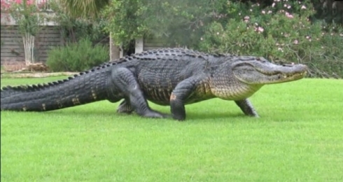 Jina 79 salî di zikê tîmsahekê de hat dîtin!