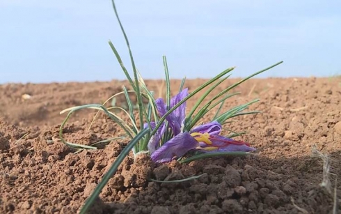 Zeferan yekem car e li Rojavayê Kurdistanê tê çandin
