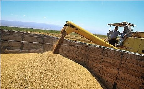 Li parêzgeha Ormiyê bajarê Bokanê di warê genim de yekem e